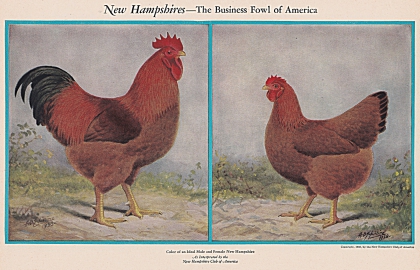 Buff Wyandottes by L A Stahmer 1926-52 Poultry Tribune Supplement Reprint 