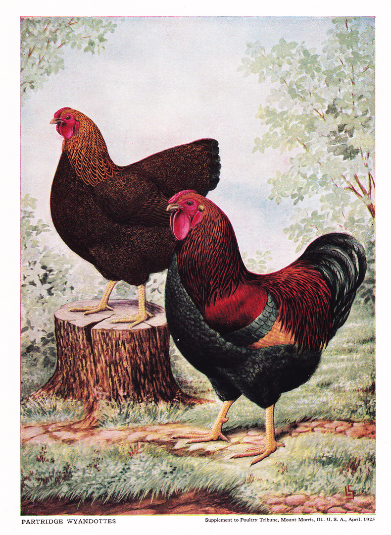 Partridge Wyandottes by  L A Stahmer 1926-52 Poultry Tribune Supplement Reprint 